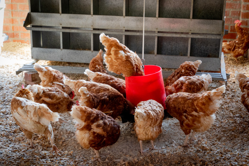Государственная птицефабрика в Анадыре обновляет поголовье  