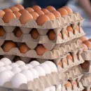 Новая птицефабрика обеспечит куриным яйцом население Провиденского городского округа Чукотского АО