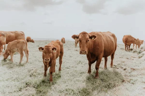 Для чукотских коров закупили холмогорские гены